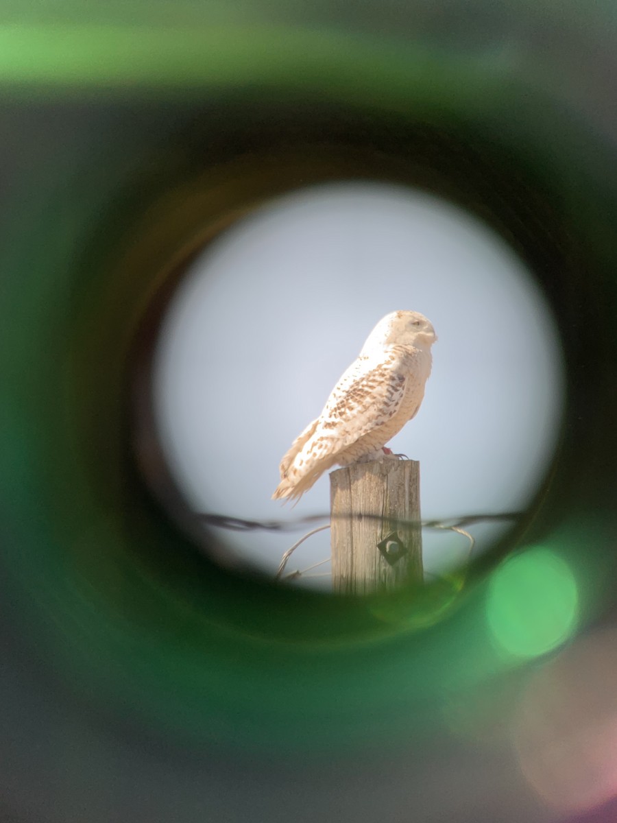 Snowy Owl - Monica Siebert