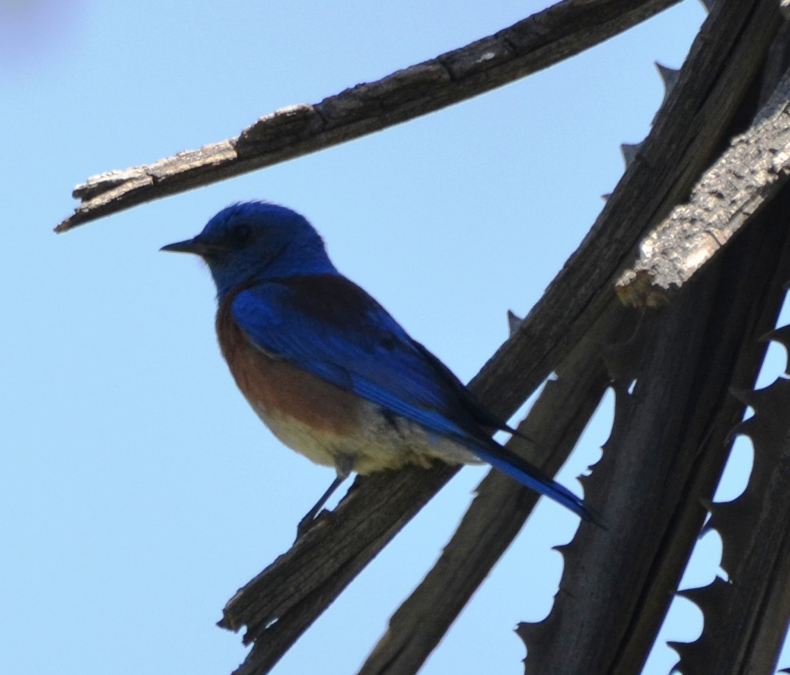 Western Bluebird - ML154449041
