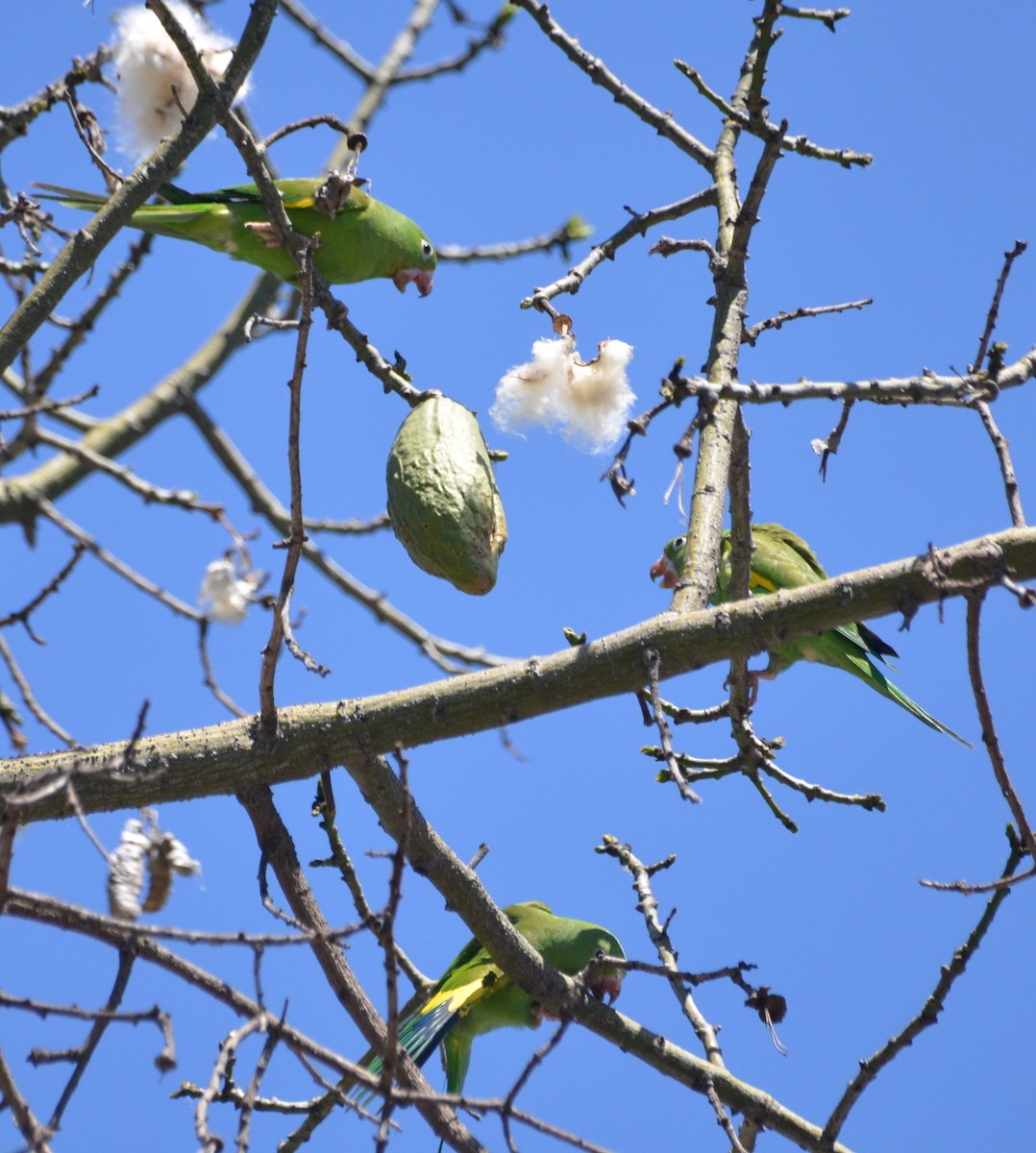 Yellow-chevroned Parakeet - ML154449171