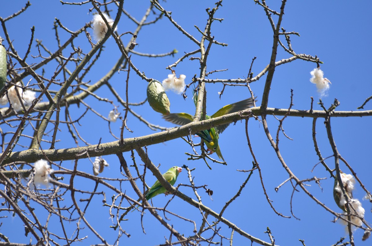 Yellow-chevroned Parakeet - ML154449241