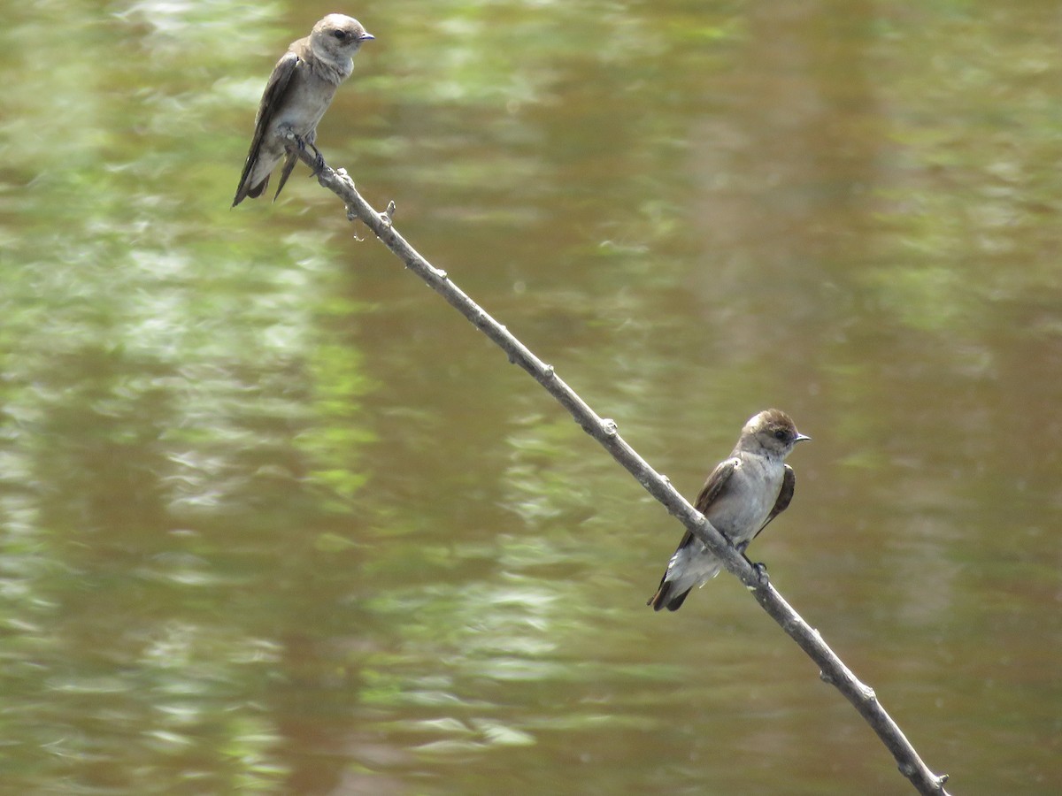 Northern Rough-winged Swallow - Karen Hogan