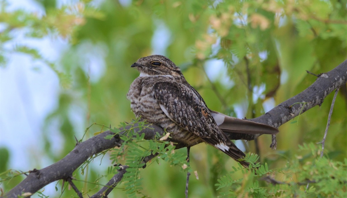 Lesser Nighthawk - javier lopez