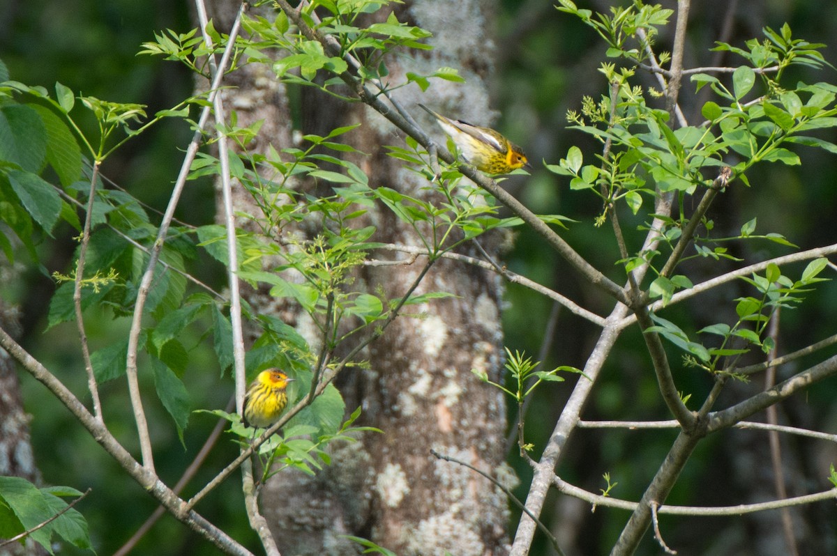 Cape May Warbler - ML154451541