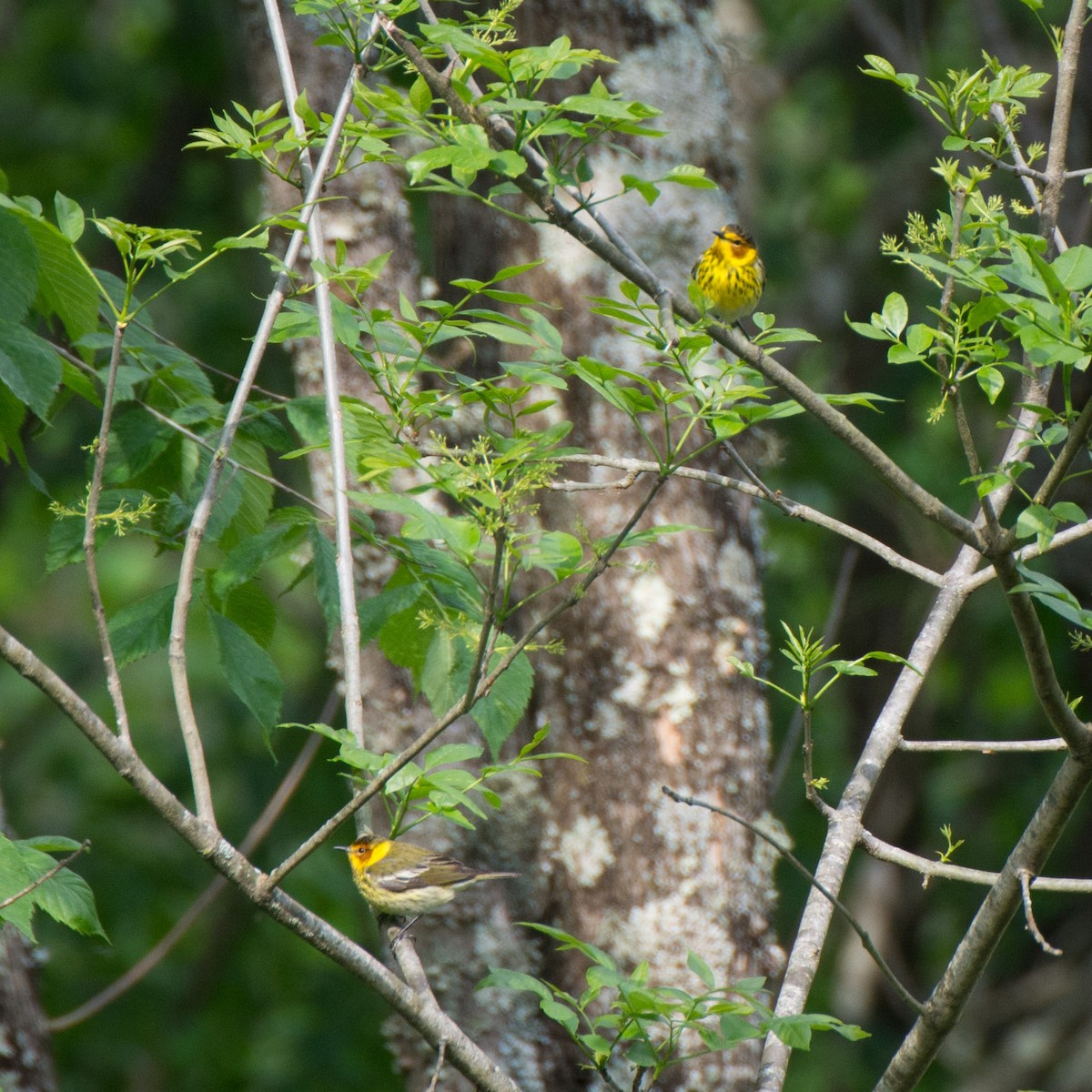 Cape May Warbler - ML154451551