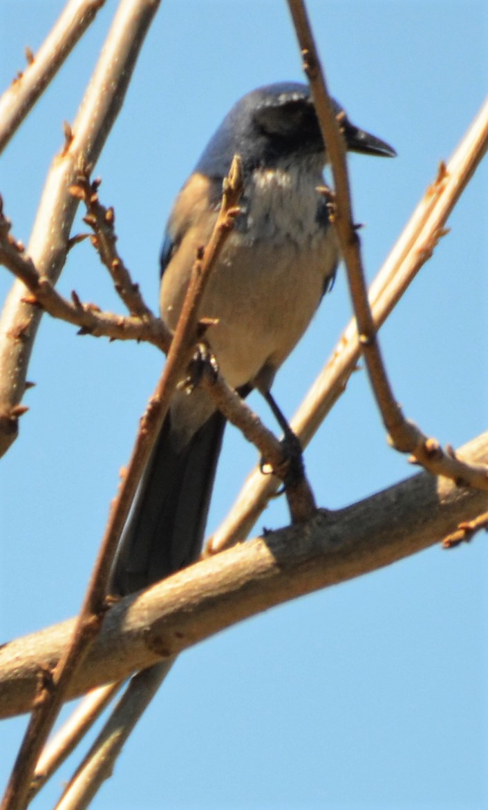 California Scrub-Jay - ML154451581