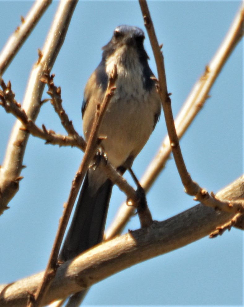 California Scrub-Jay - ML154451601