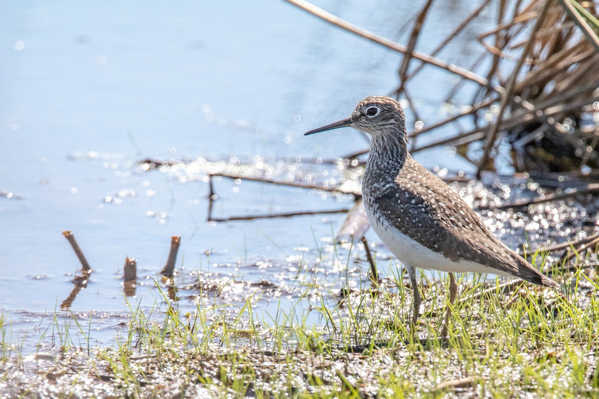 Solitary Sandpiper - Brad Imhoff