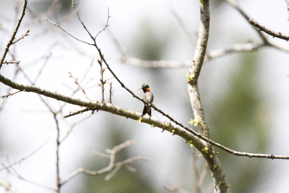 Ruby-throated Hummingbird - ML154452471