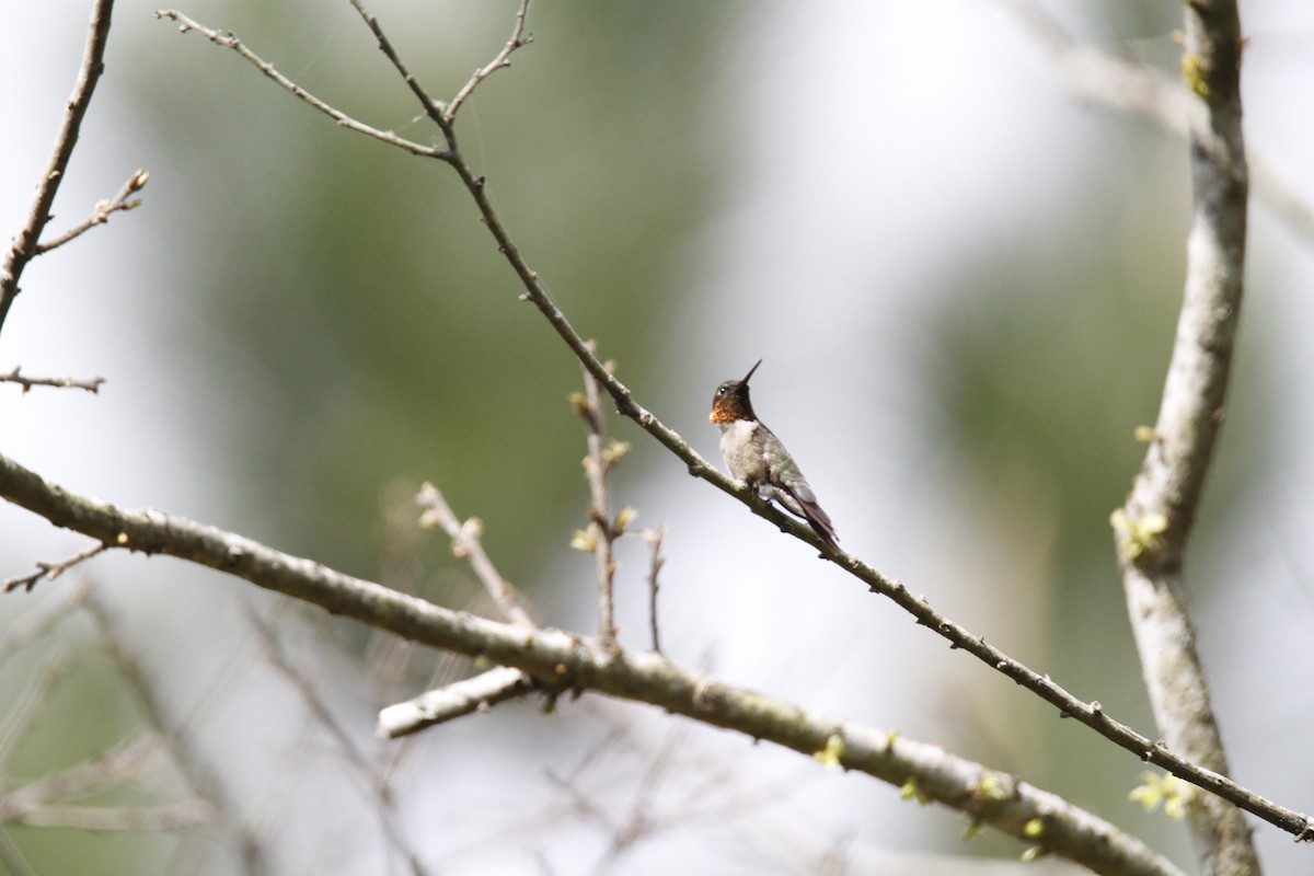 Ruby-throated Hummingbird - ML154452491