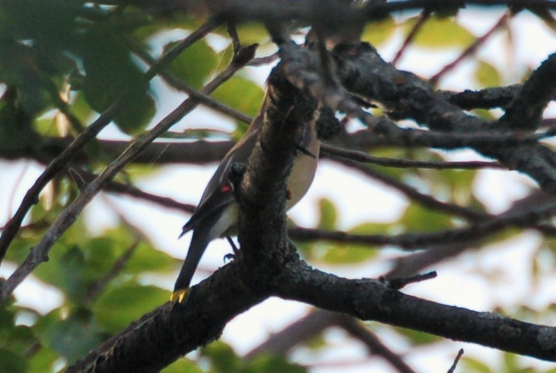 Cedar Waxwing - ML154452841
