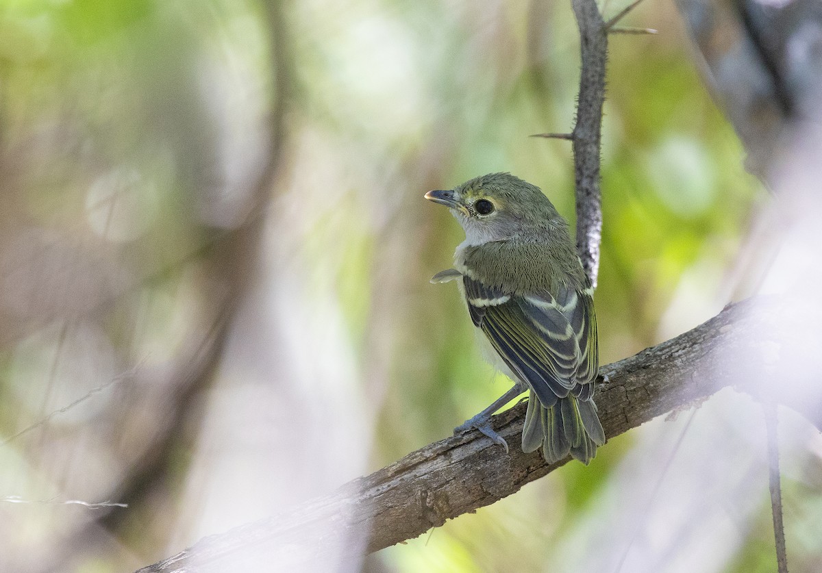 Vireo Ojiblanco - ML154453271