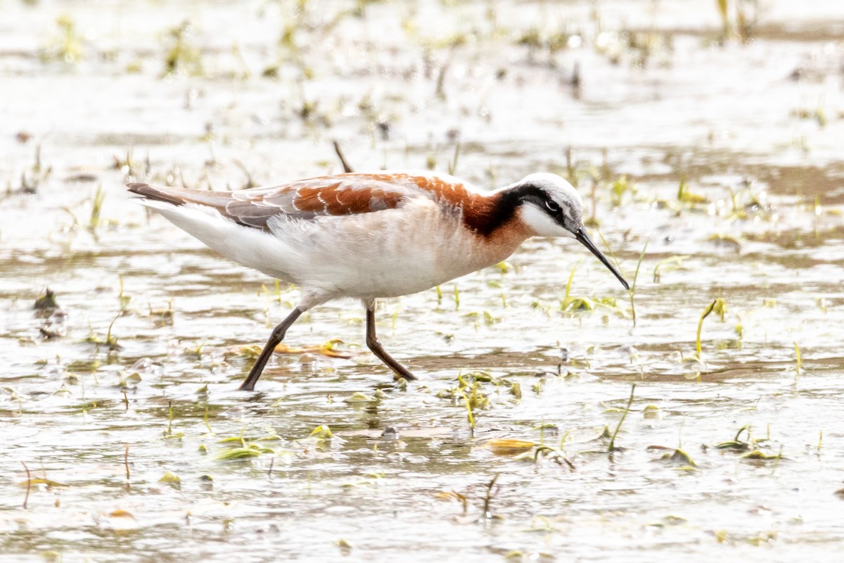 Wilson's Phalarope - Brad Imhoff