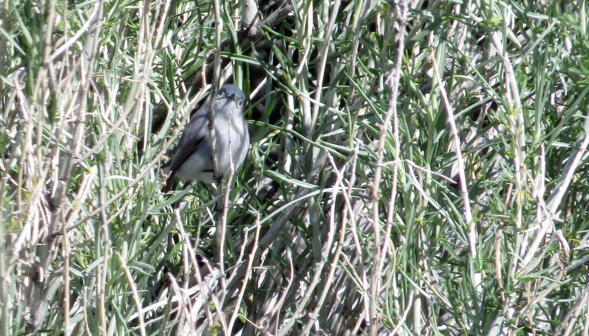 Blue-gray Gnatcatcher - ML154458011