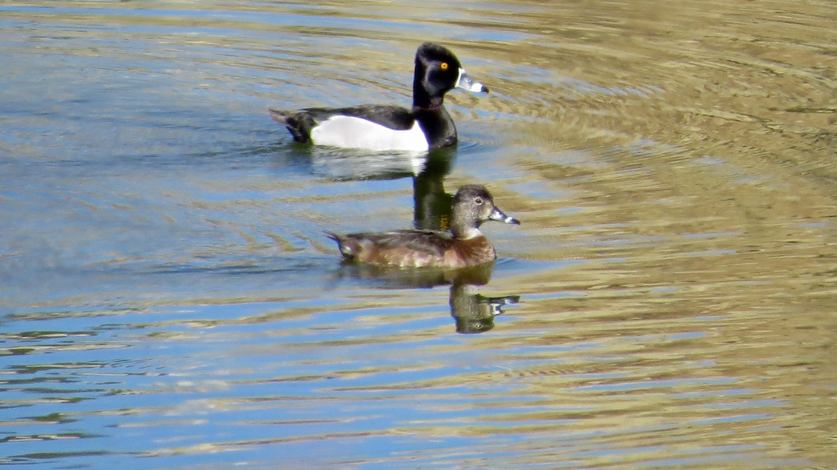 Ring-necked Duck - ML154458451