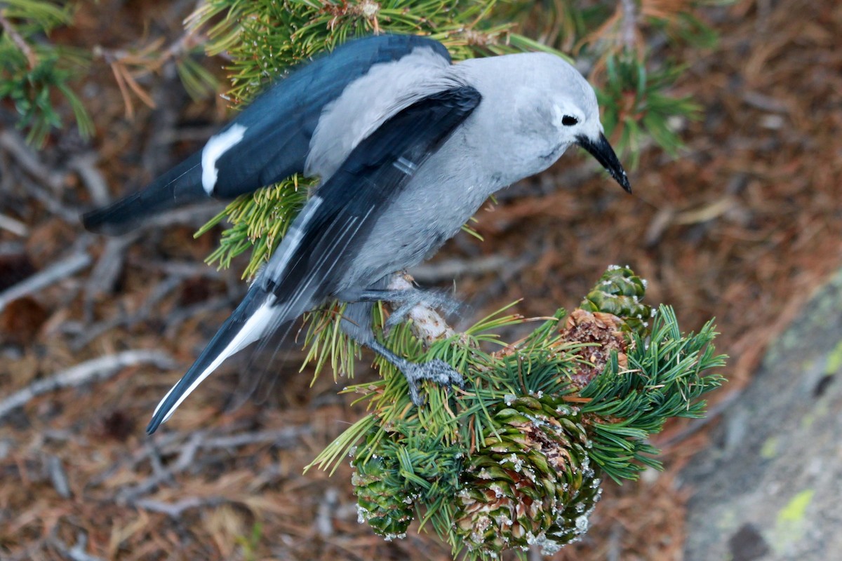 Clark's Nutcracker - ML154459651