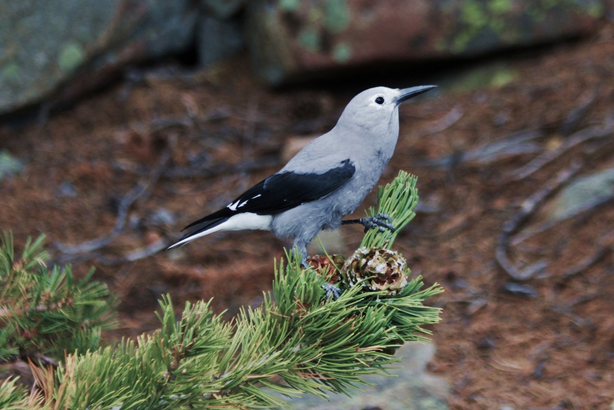 Clark's Nutcracker - ML154459661