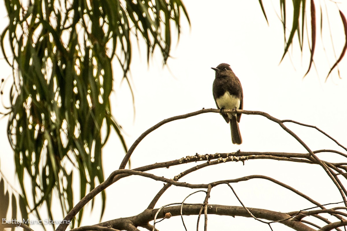 Black Phoebe - Betty Stevens