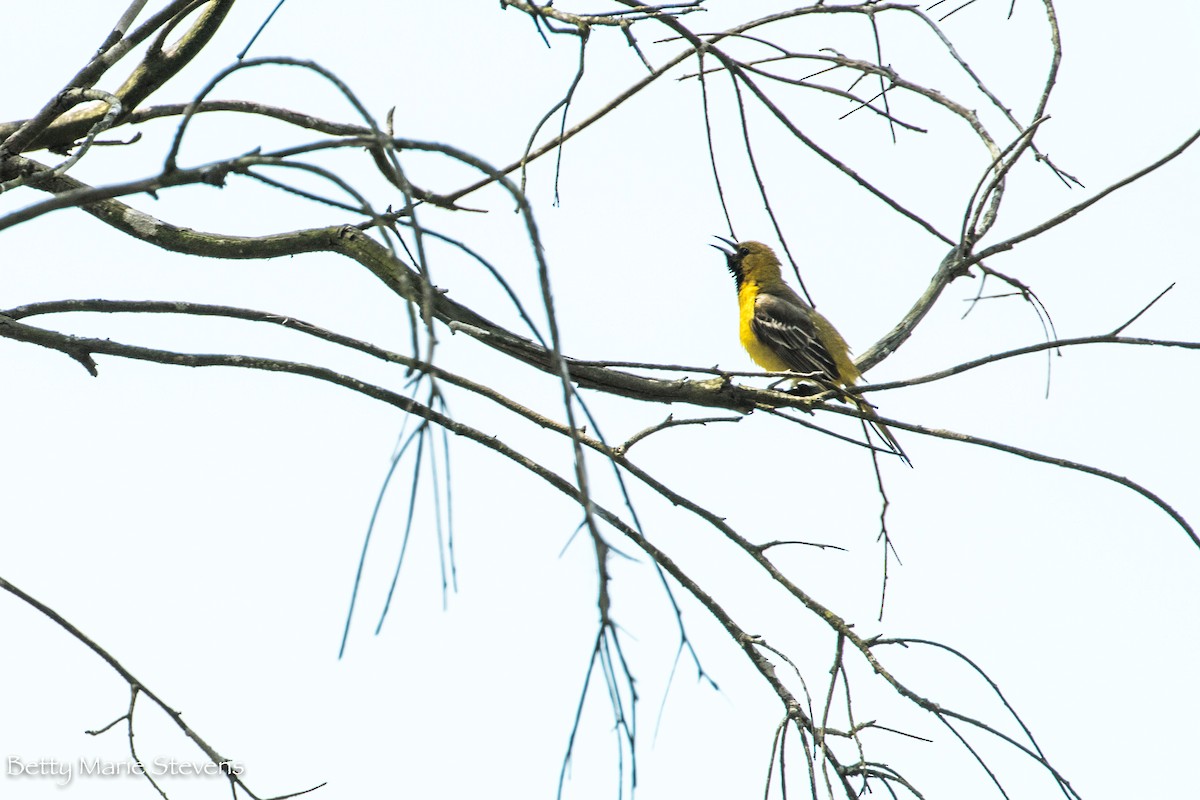 Hooded Oriole - Betty Stevens