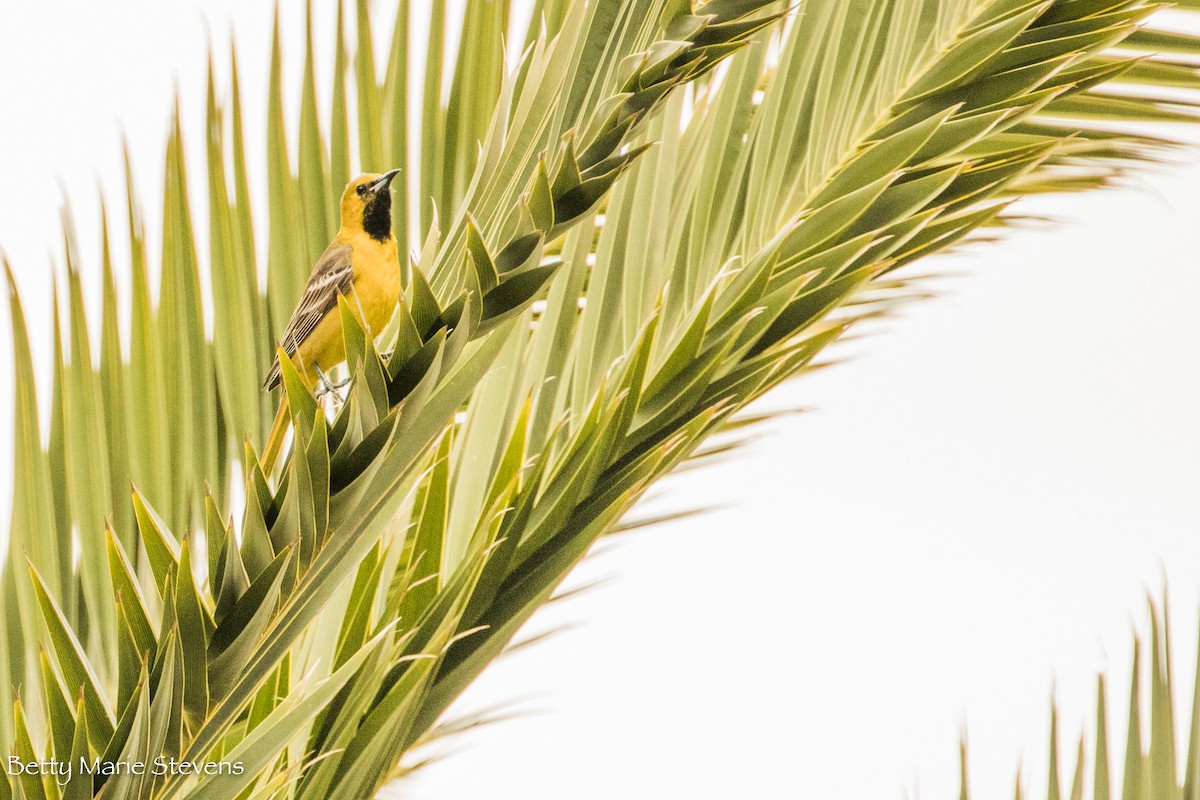 Hooded Oriole - ML154460651