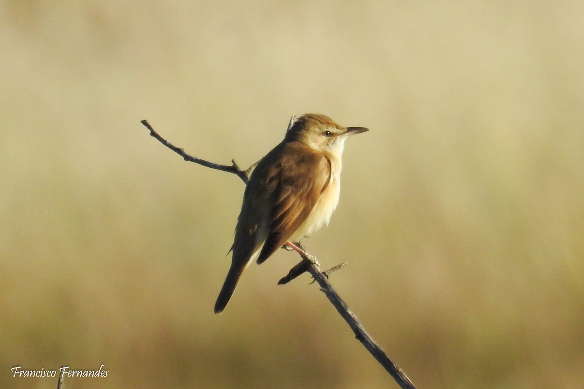 Great Reed Warbler - ML154463611