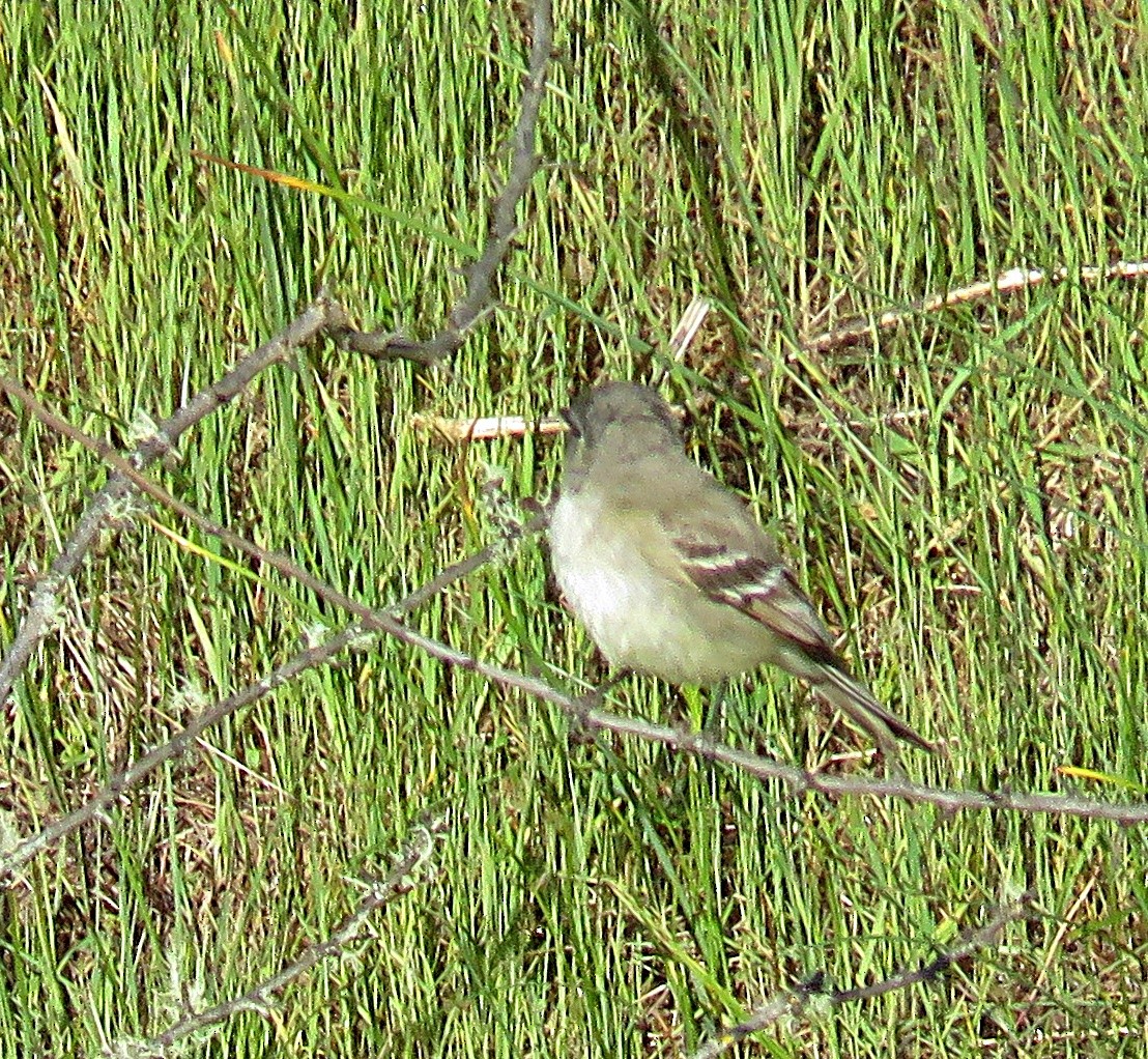 Gray Flycatcher - ML154463631