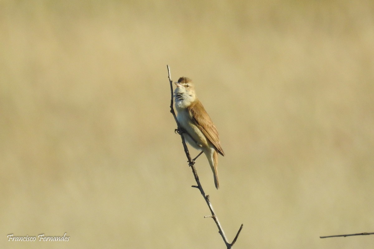 Great Reed Warbler - ML154463641