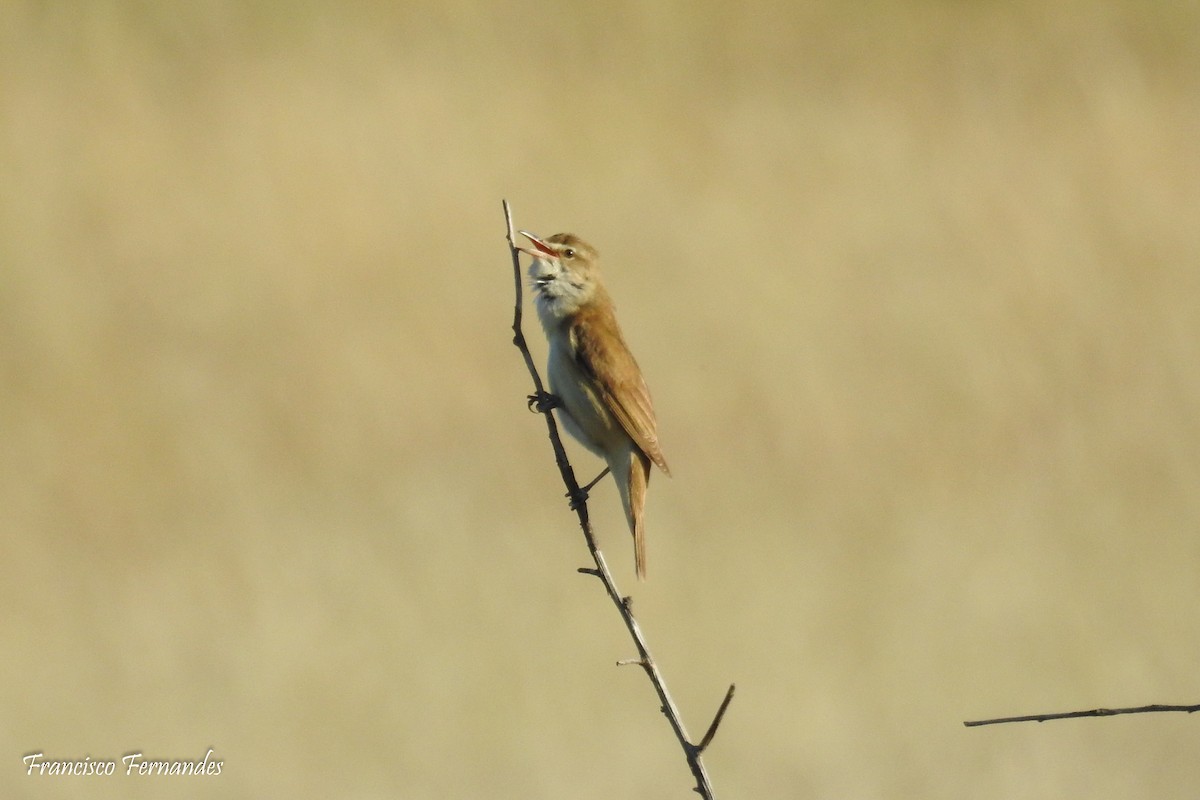 Great Reed Warbler - ML154463651