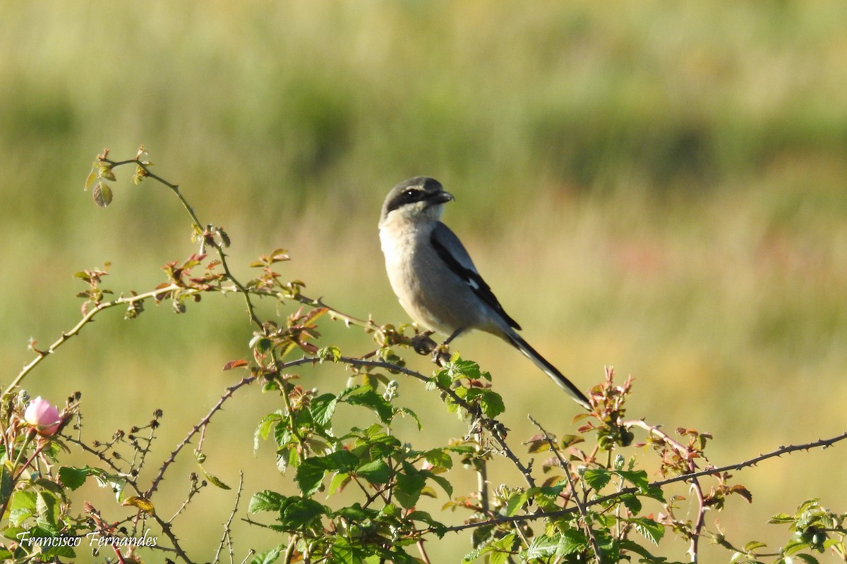 Iberian Gray Shrike - ML154463721