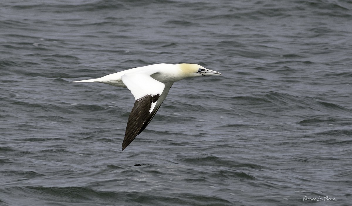 Northern Gannet - Patrice St-Pierre