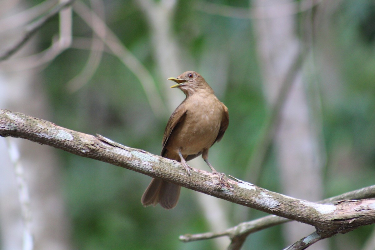 Clay-colored Thrush - ML154464641