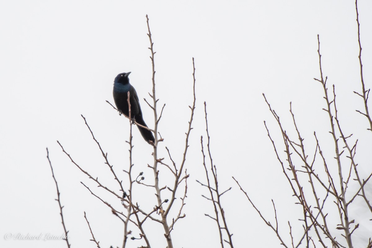 Common Grackle - ML154464841