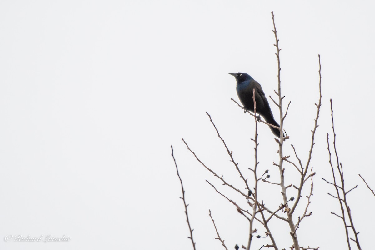 Common Grackle - ML154464921