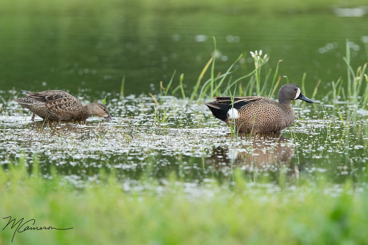 Blue-winged Teal - ML154465111