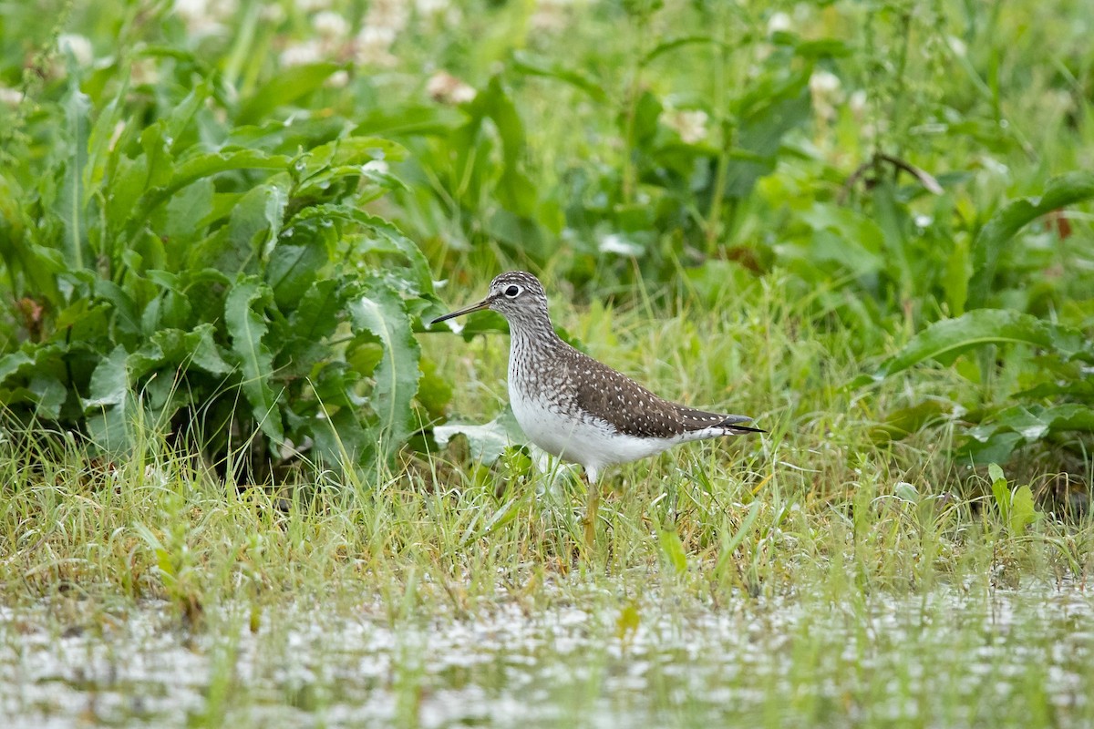 Solitary Sandpiper - Mike Cameron