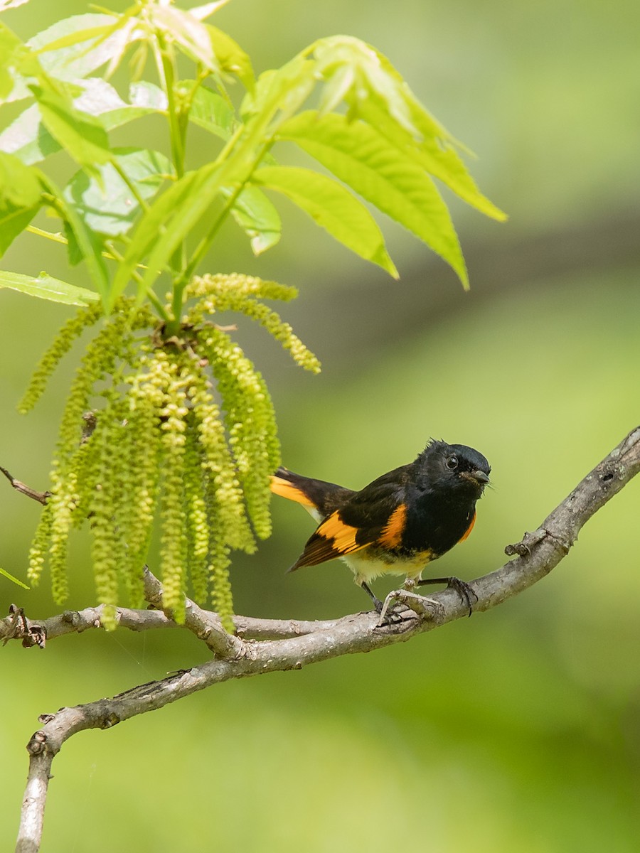 American Redstart - Mike Cameron