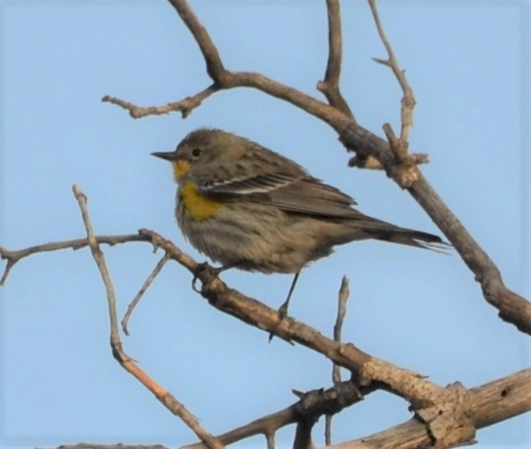 Yellow-rumped Warbler (Audubon's) - ML154467041