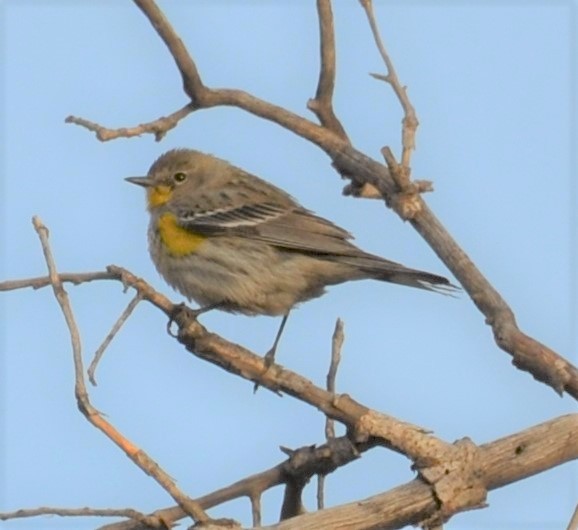 Yellow-rumped Warbler (Audubon's) - ML154467091