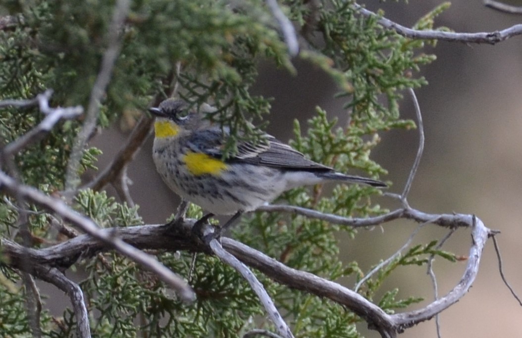 Yellow-rumped Warbler (Audubon's) - ML154467141