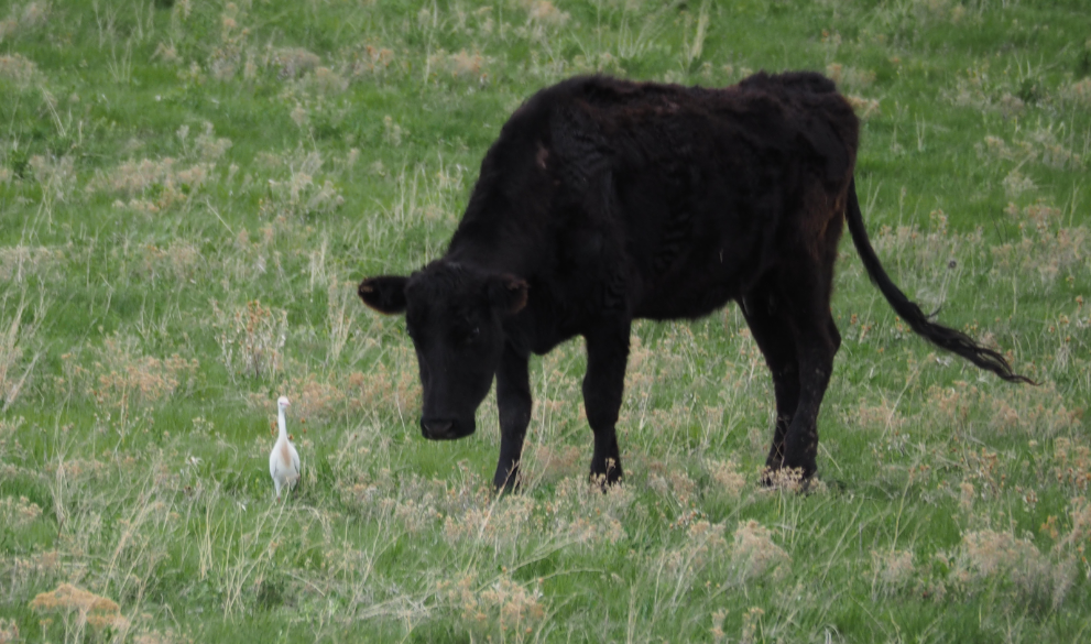 Western Cattle Egret - ML154467331