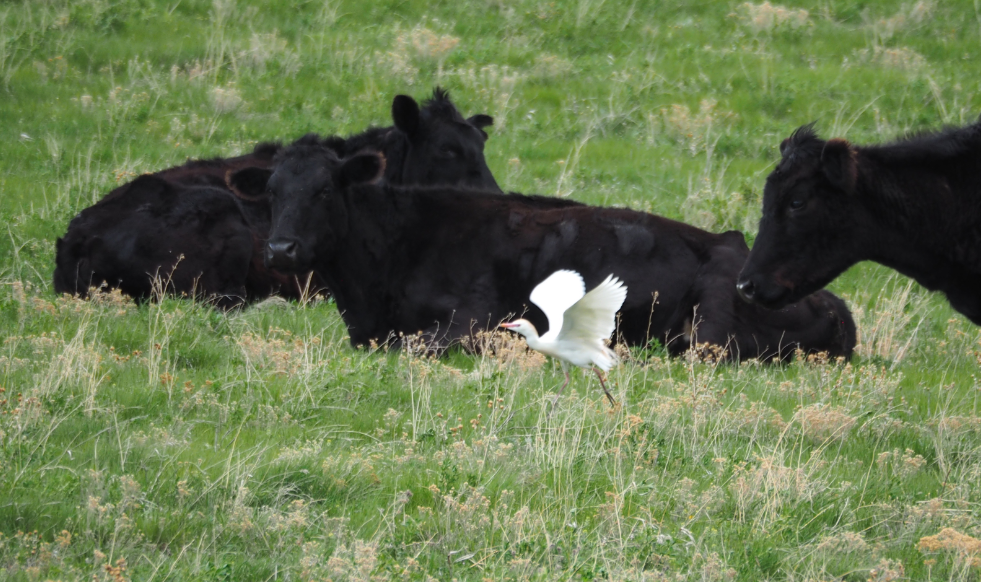 Western Cattle Egret - ML154467341