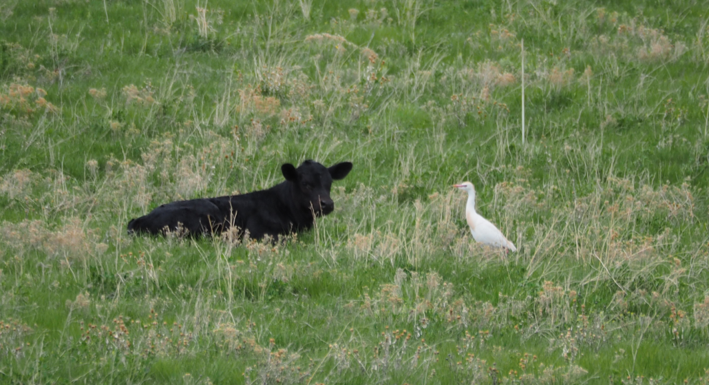 Western Cattle Egret - Leslie S