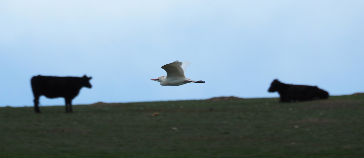 Western Cattle Egret - ML154467681