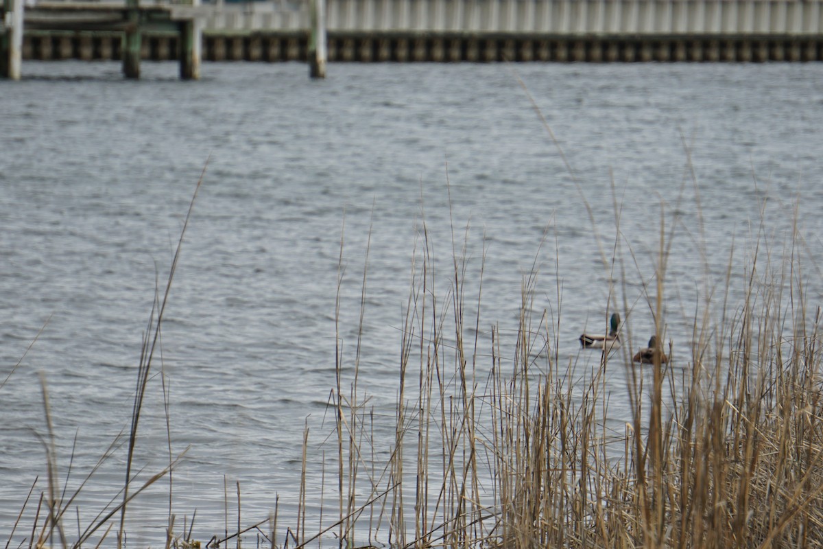 Mallard x American Black Duck (hybrid) - ML154468241