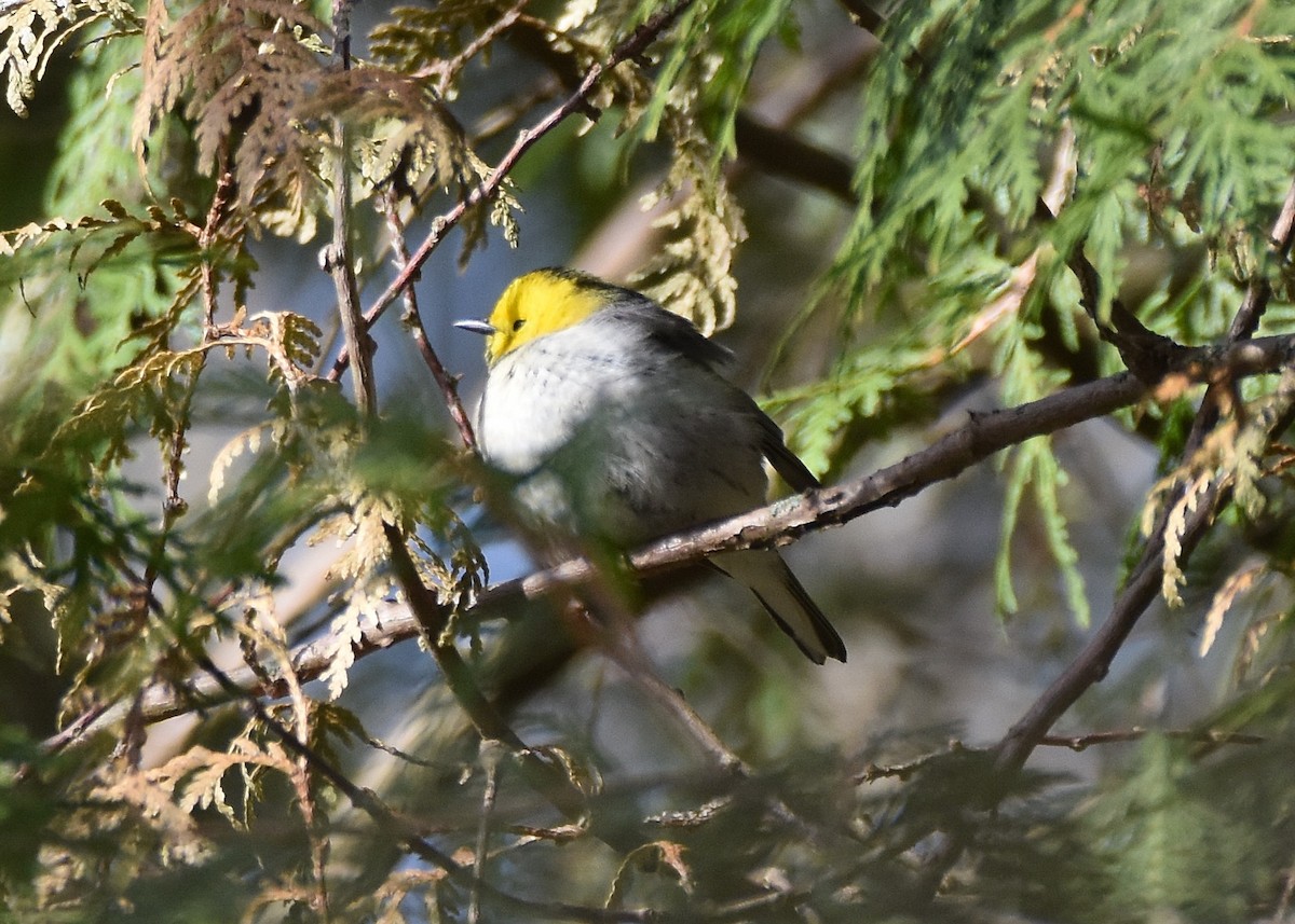 Paruline à tête jaune - ML154468771