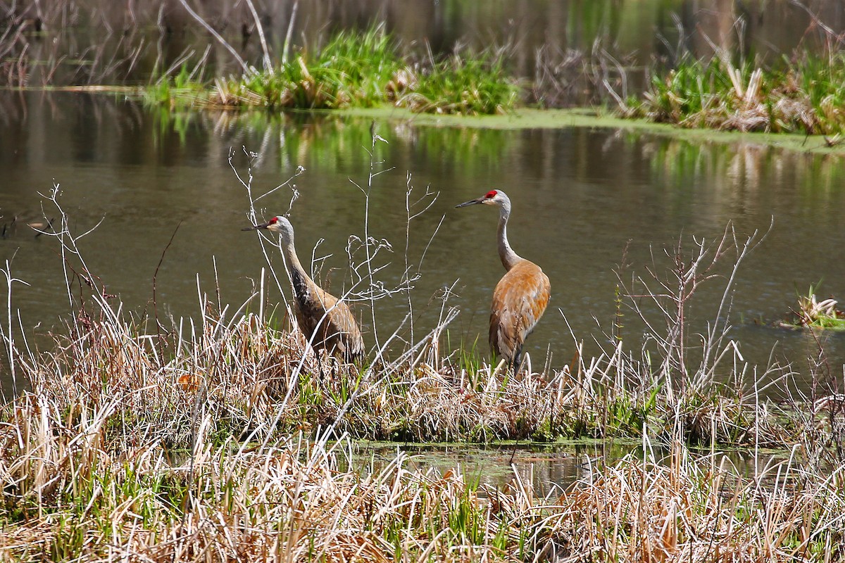 Sandhill Crane - ML154472251