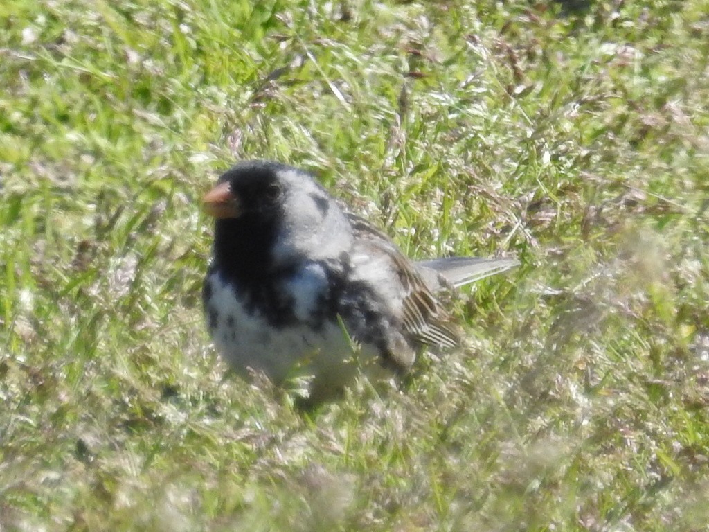 Harris's Sparrow - ML154474321