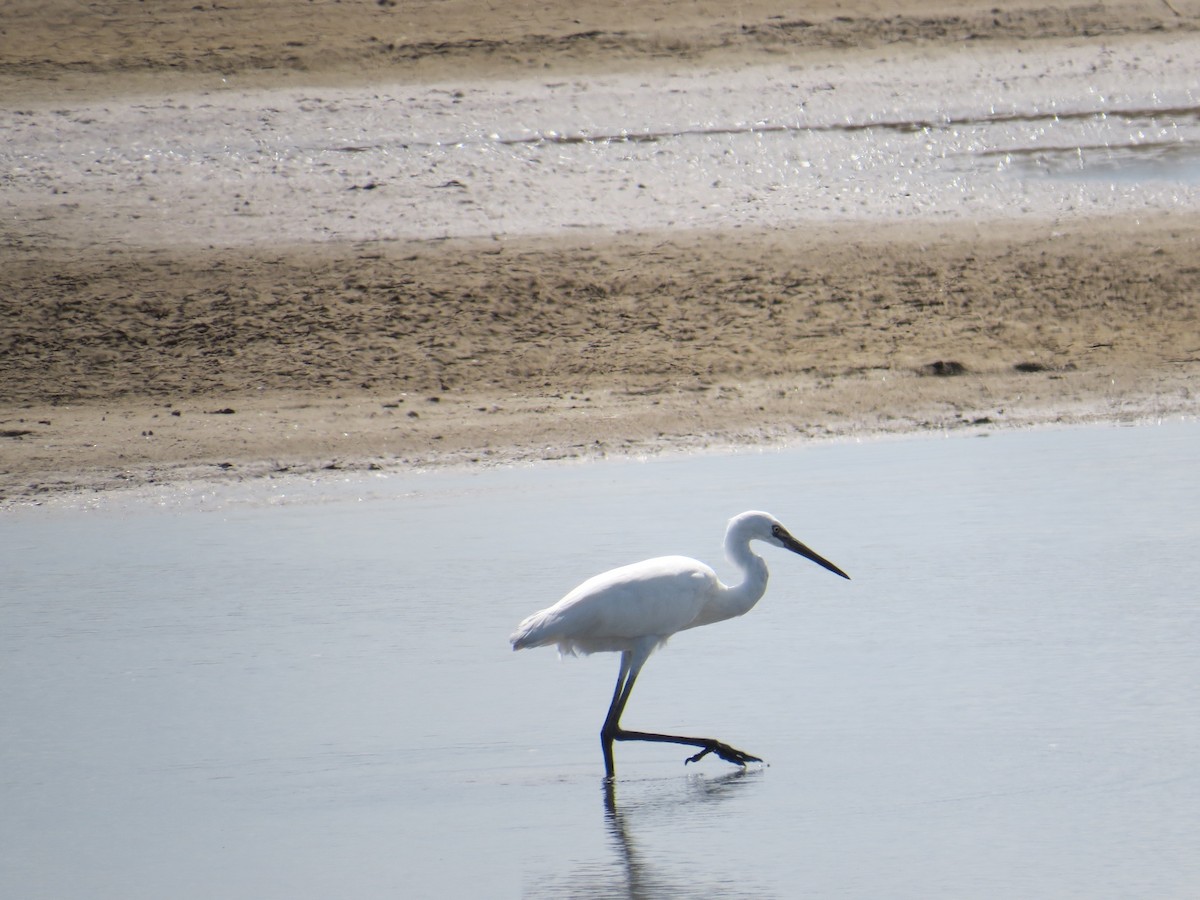 Reddish Egret - ML154475931