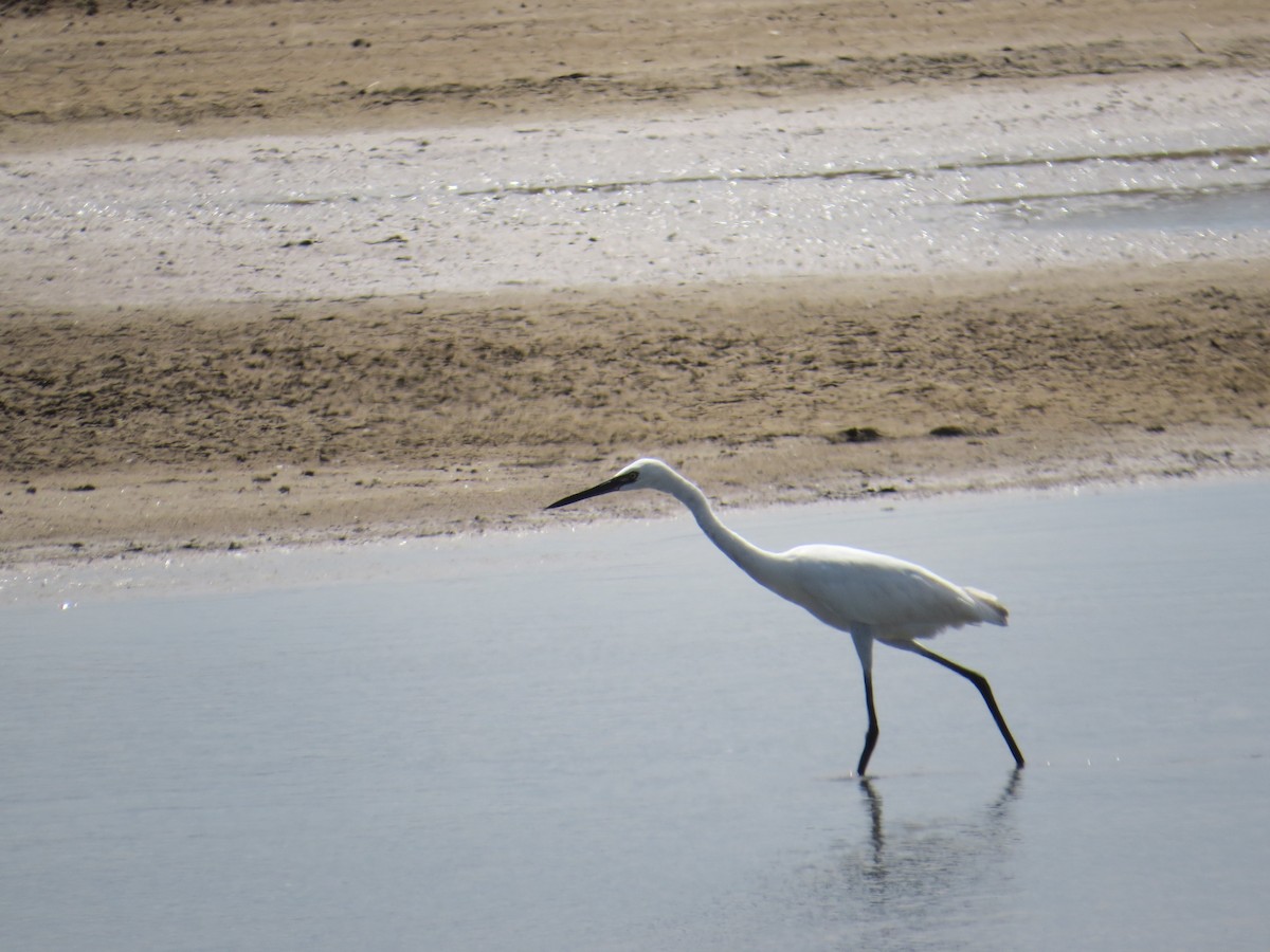 Reddish Egret - ML154475941