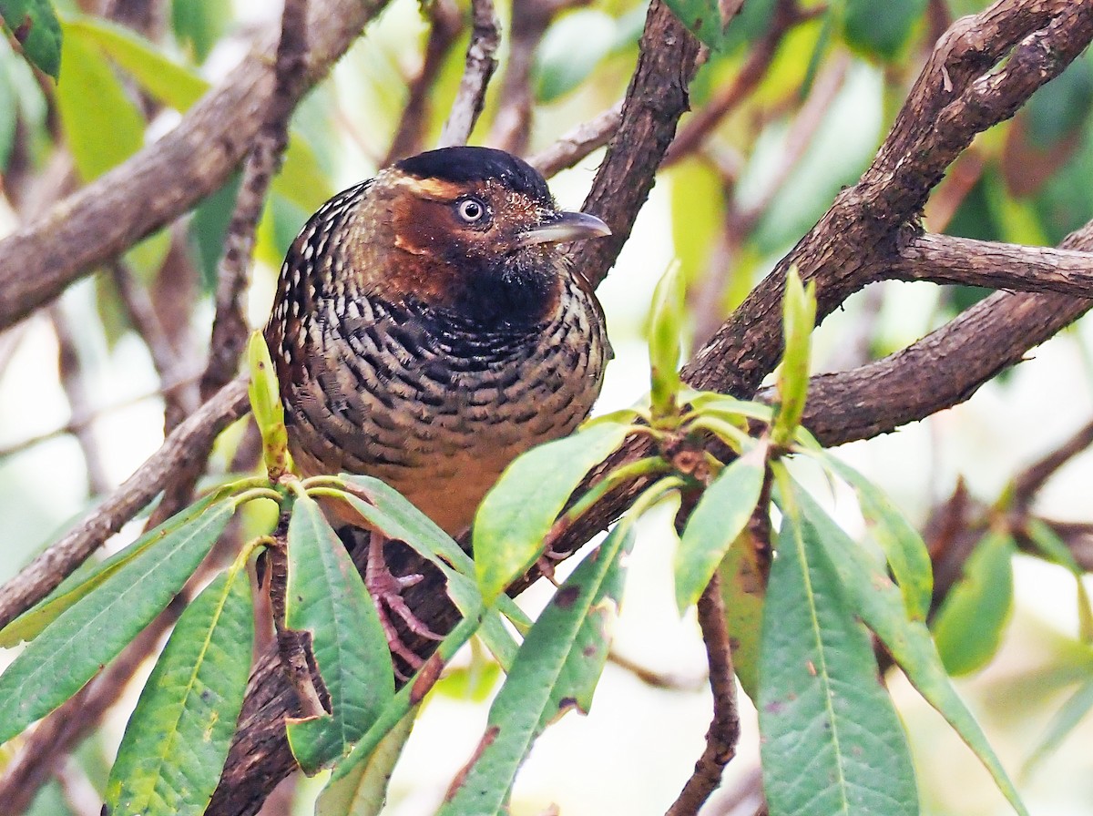 Spotted Laughingthrush - ML154476601