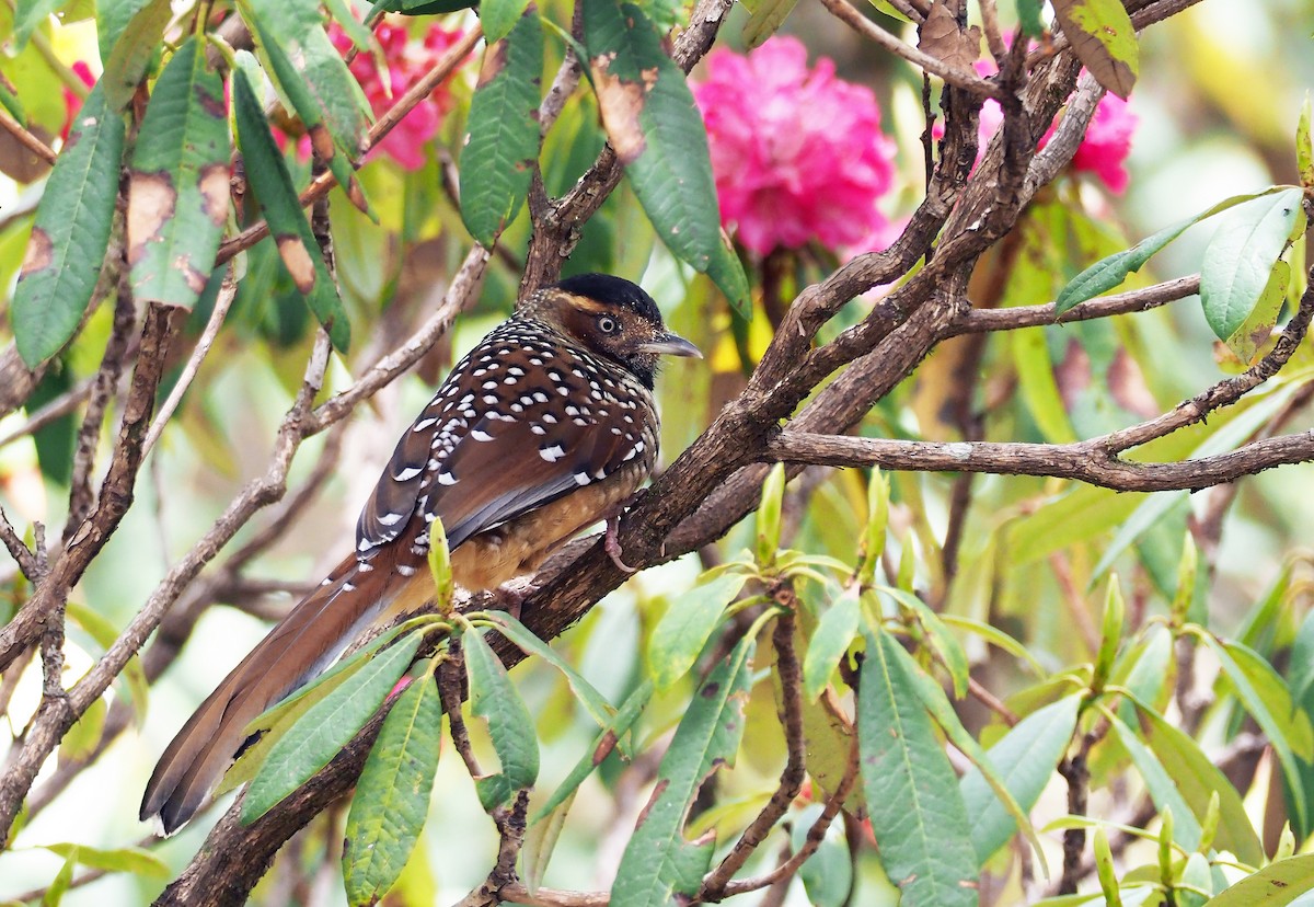 Spotted Laughingthrush - ML154476621